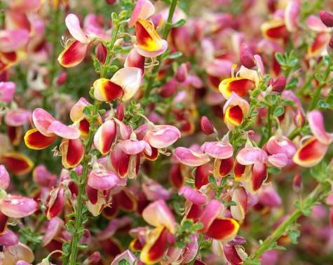 Cytisus Burkwoodii c3 40 - 60cm