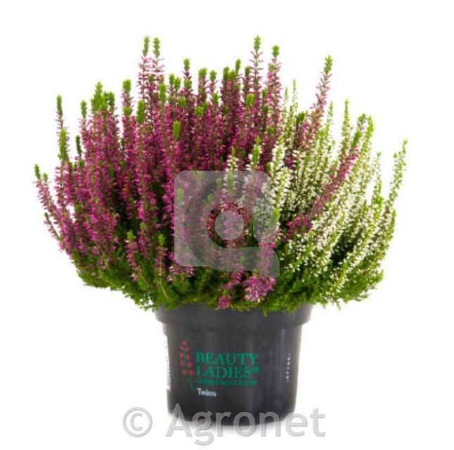 Calluna beauty ladies (Jesenska vresa) ø 12 TWINS