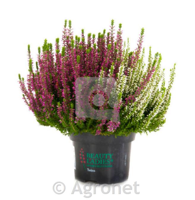 Calluna beauty ladies (Jesenska vresa) ø 13 TWINS