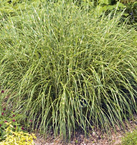 Miscanthus sinensis ‘Strictus Dwarf’