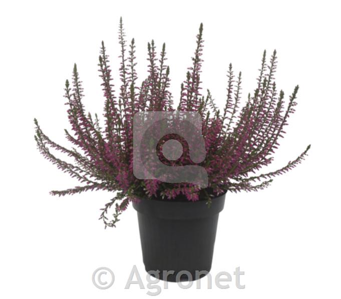 Calluna Marlies (Resa) ø 9