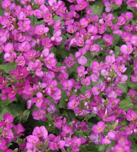 Kavkaški repnjak Arabis caucasica 'Little Treasure Deep Rose