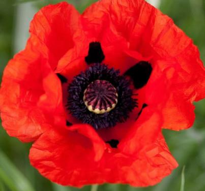 Papaver Orien.Beauty of Livermere -mak