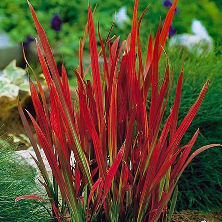 Imperata cylindrica ‘Red Baron’