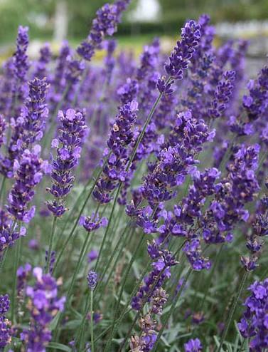 Sivka - Lavandula angustifolia ‘Hidcote