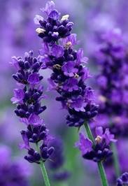 Sivka - Lavandula angustifolia 'Imperial Gem'