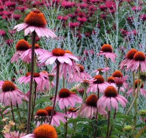 Ameriški slamnik Echinacea purpurea 'Magnus'