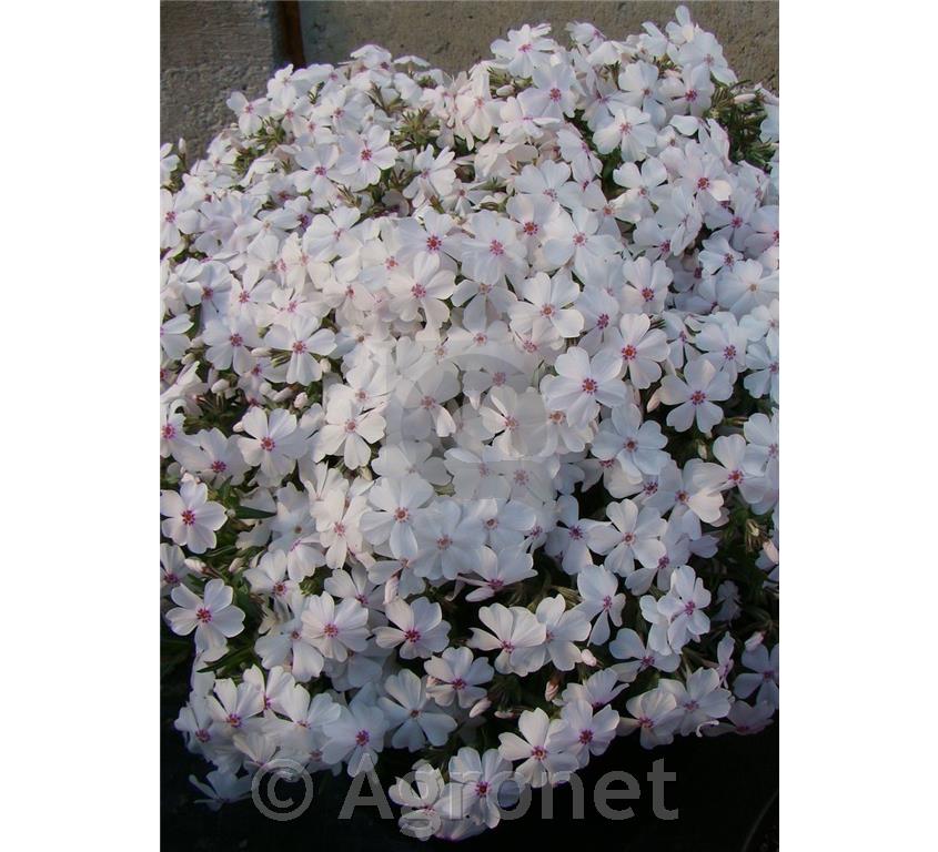Iglasta plamenka Phlox subulata 'Kimono Pink White'