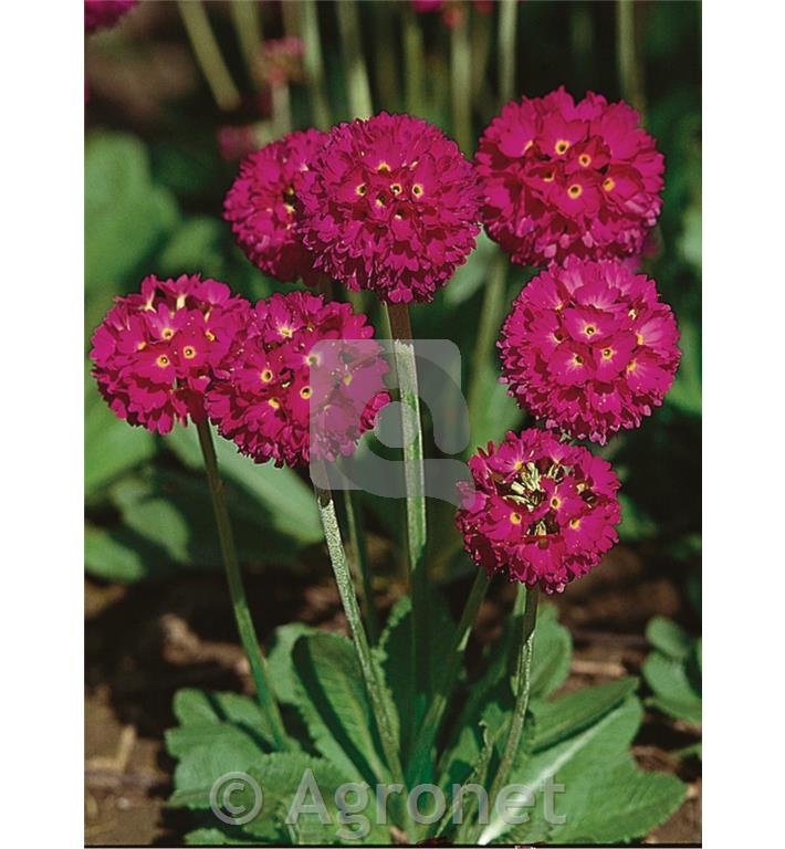 Obloglavi jeglič Primula denticulata 'Prom Deep Rose'