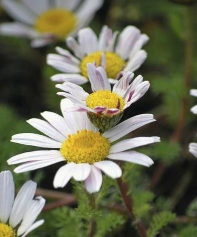 Maroška bertramka Anacyclus pyrethrum