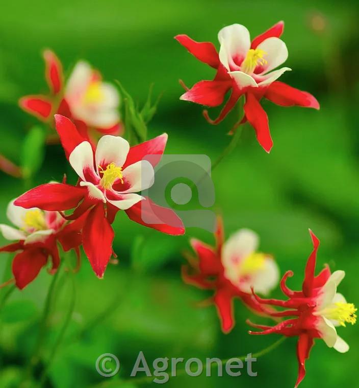Navadna orlica 'Red Hobbit'
