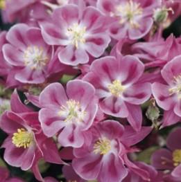 Navadna orlica Winky Rose Rose