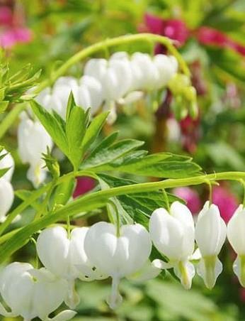 Srčki Dicentra spectabilis 'Alba'