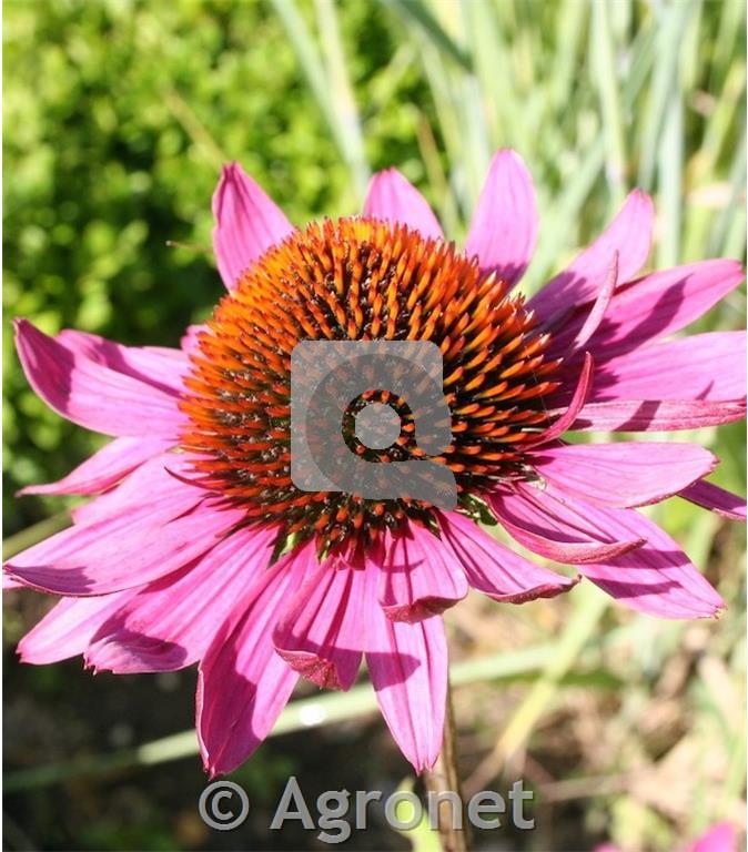 Ameriški slamnik Echinacea purpurea 'Rubinstern'