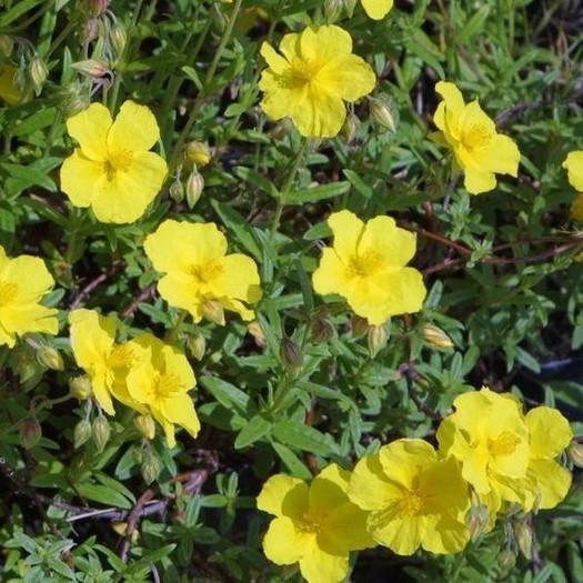 Sončece - popon Helianthemum 'Golden Queen'
