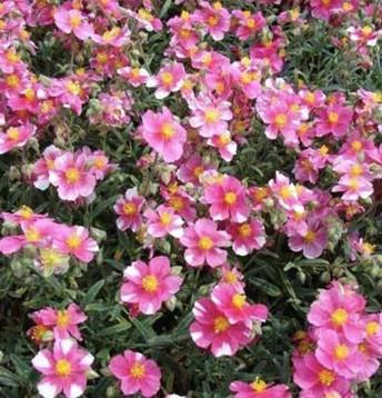 Sončece - popon Helianthemum 'Raspberry Ripple'