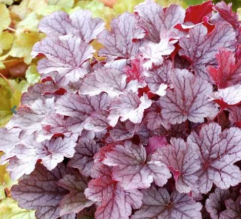 Hojhera-ognjeni dež Heuchera 'Milan'