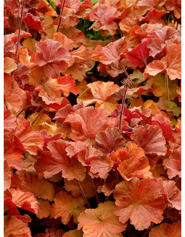Hojhera-ognjeni dež Heuchera 'Northern Exposure Amber'