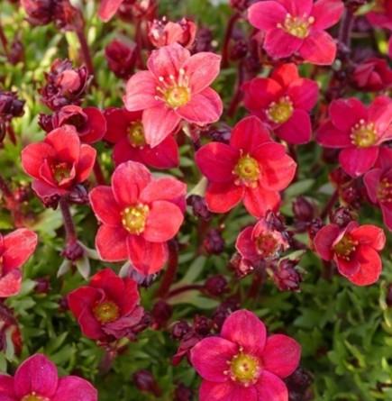 Kamnokreč Saxifraga x arendsii 'Pixi Pan Red'