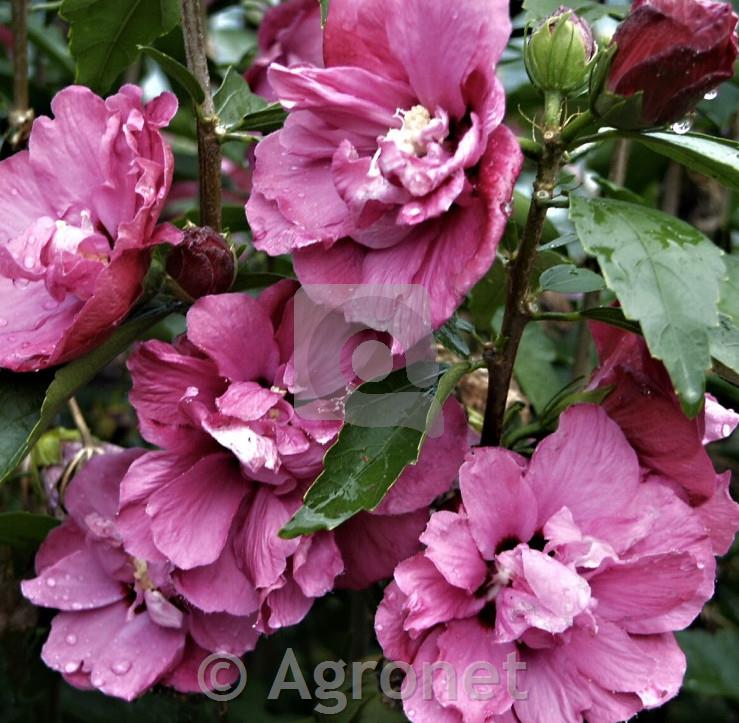 Hibiskus syriacus Piniceus Plenus
