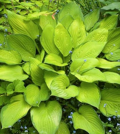 Hosta 'Gold Standard'