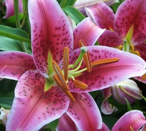 Lilija Lilium oriental 'Star Gazer'