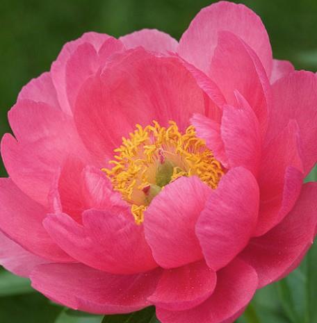 Potonika Paeonia hybrida 'Cytherea'