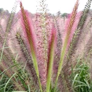 Japonska perjanka Pennisetum alopecuroides 'Red Head'