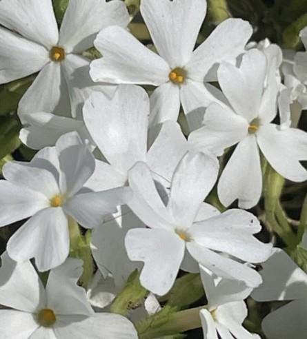 Plamenka Phlox subulata 'Fabulous White'