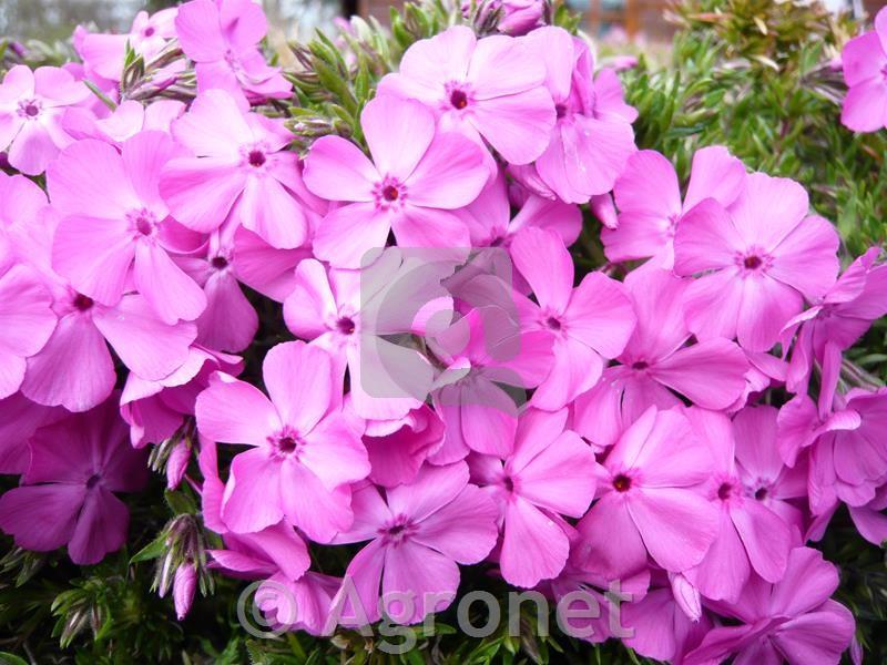 Plamenka Phlox subulata 'MacDaniel's Cushion'