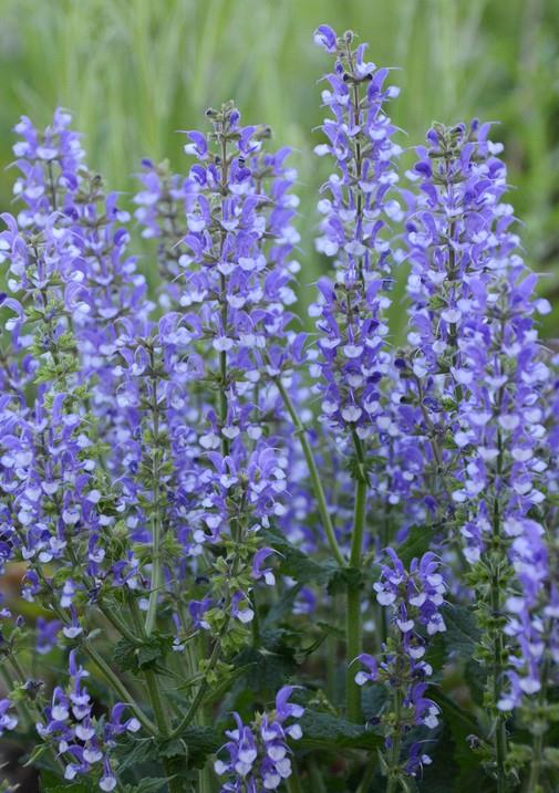 Salvija Salvia 'Azure Snow'
