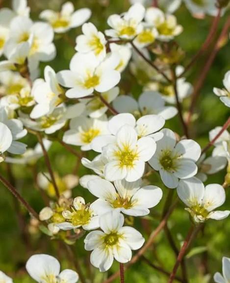 Kamnokreč Saxifraga x arendsii 'Adebar'