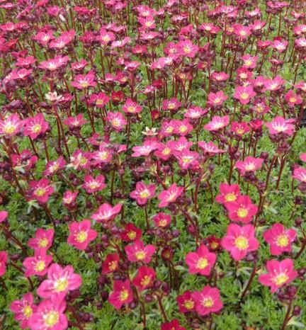 Kamnokreč Saxifraga x arendsii 'Peter Pan'
