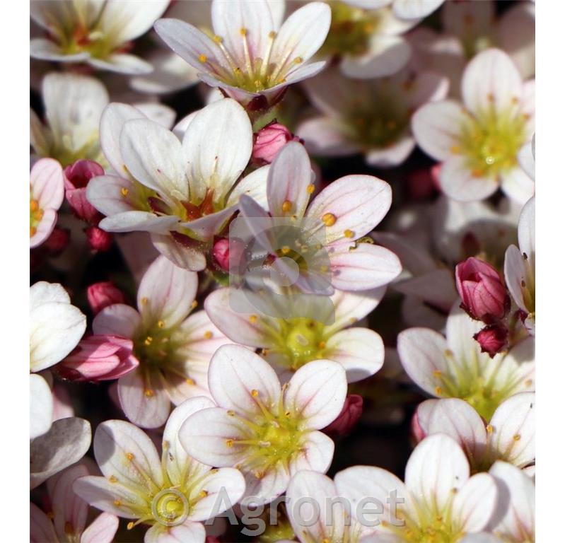 Kamnokreč Saxifraga x arendsii 'Pixi Pan Appleblossom'
