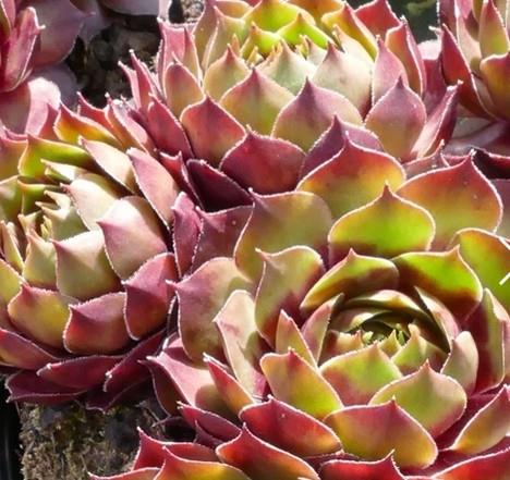 Netresk Sempervivum 'Gay Kester'