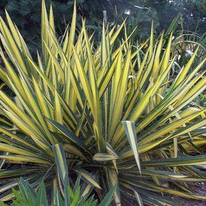 Juka Yucca filamentosa 'Color Guard'