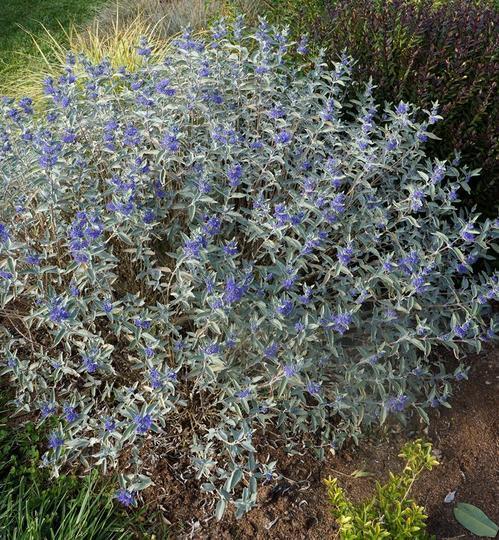 Caryopteris Sterling Silver