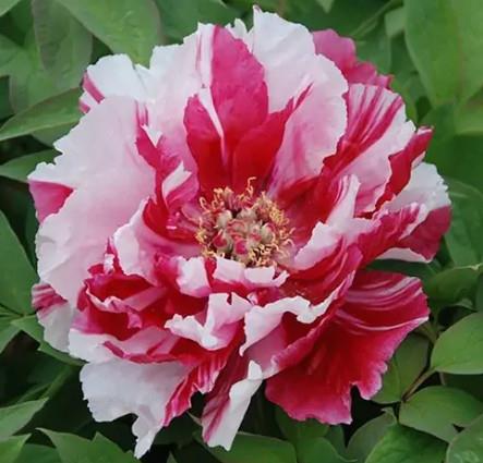 Potonika Paeonia 'Dao Jin'