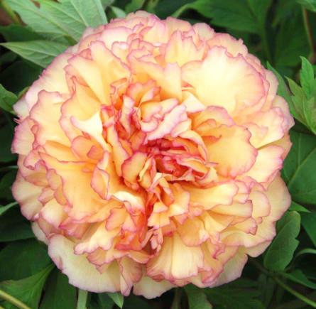 Potonika Paeonia 'Jin Ge'