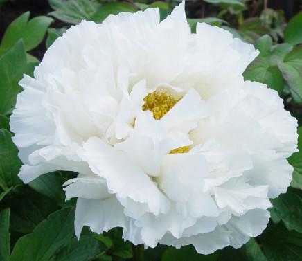 Potonika Paeonia 'Bai Xue Ta'