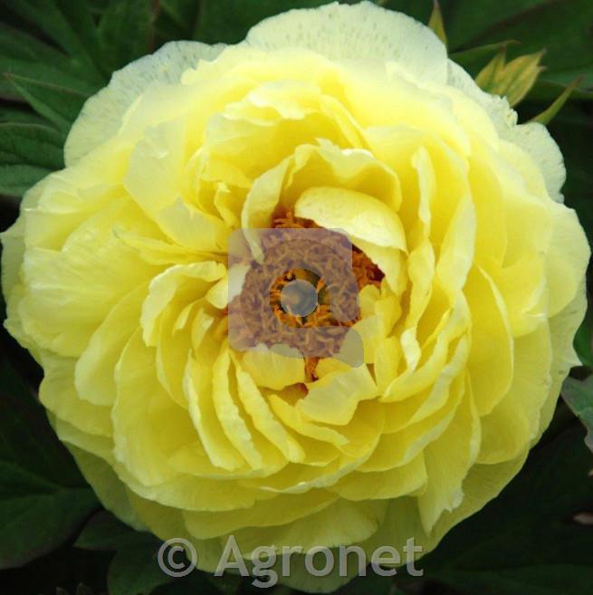 Potonika Paeonia 'Hai Huang'