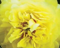 Potonika Paeonia 'Huang Wang'