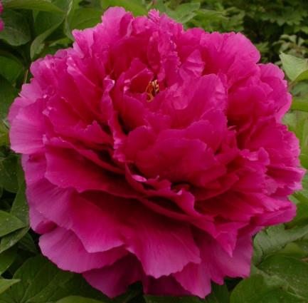 Potonika Paeonia 'Wu Long Peng Sheng'