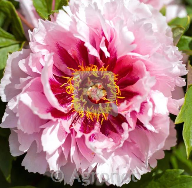 Potonika Paeonia 'Lan Bao Shi'