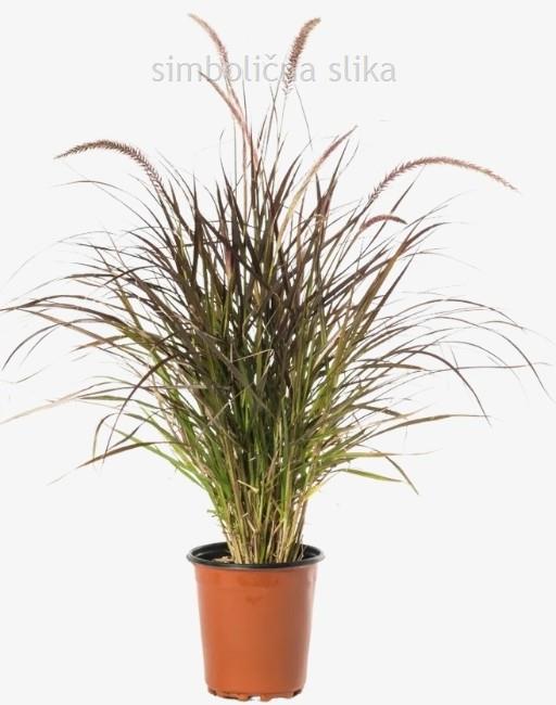 Potonika Paeonia 'Fen He Piao Jiang'