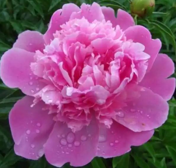 Potonika Paeonia 'Edulis Superba'