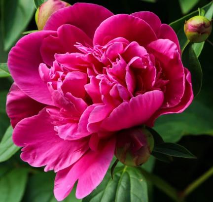 Potonika Paeonia 'Kansas'