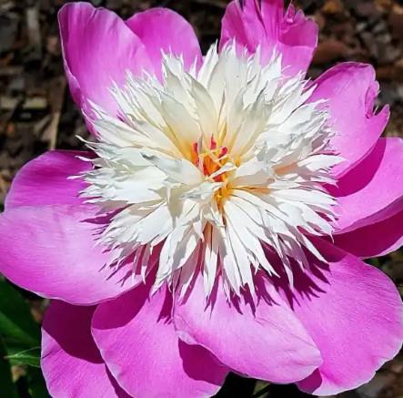 Potonika Paeonia 'Bowl of Beauty'