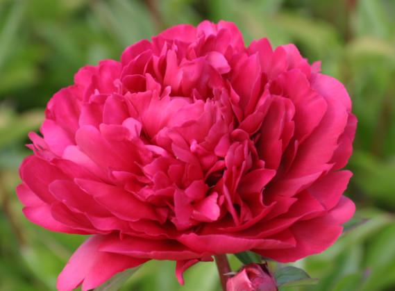 Potonika Paeonia 'Paula M Wild'