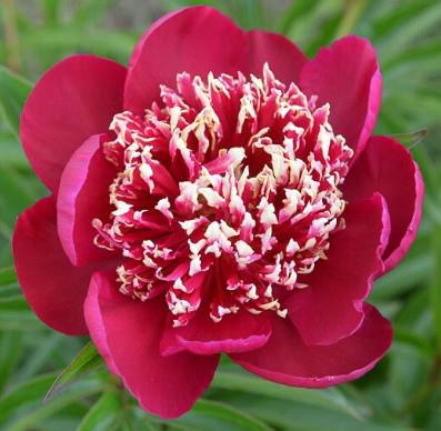 Potonika Paeonia 'Nippon Beauty'